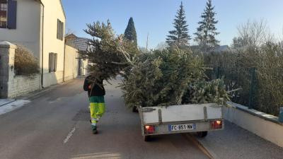 Collecte de sapins