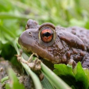 Enquête sur les amphibiens