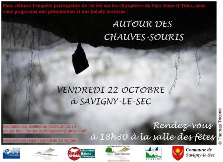 Chauves-souris