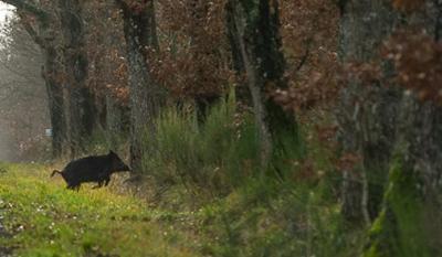 Calendrier de chasse
