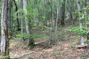 Chasse