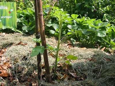 jardinage zéro déchets