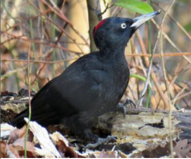 oiseau