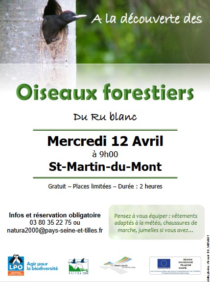 A la découverte des oiseaux forestiers
